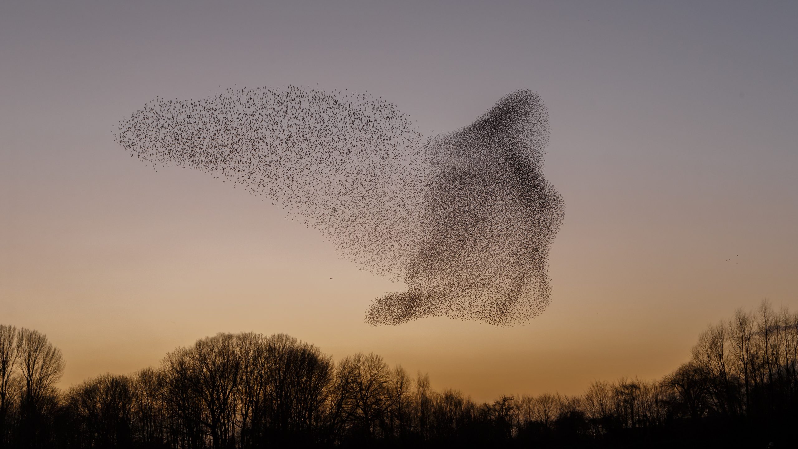 A starling murmuration in the vague shape of a bird.