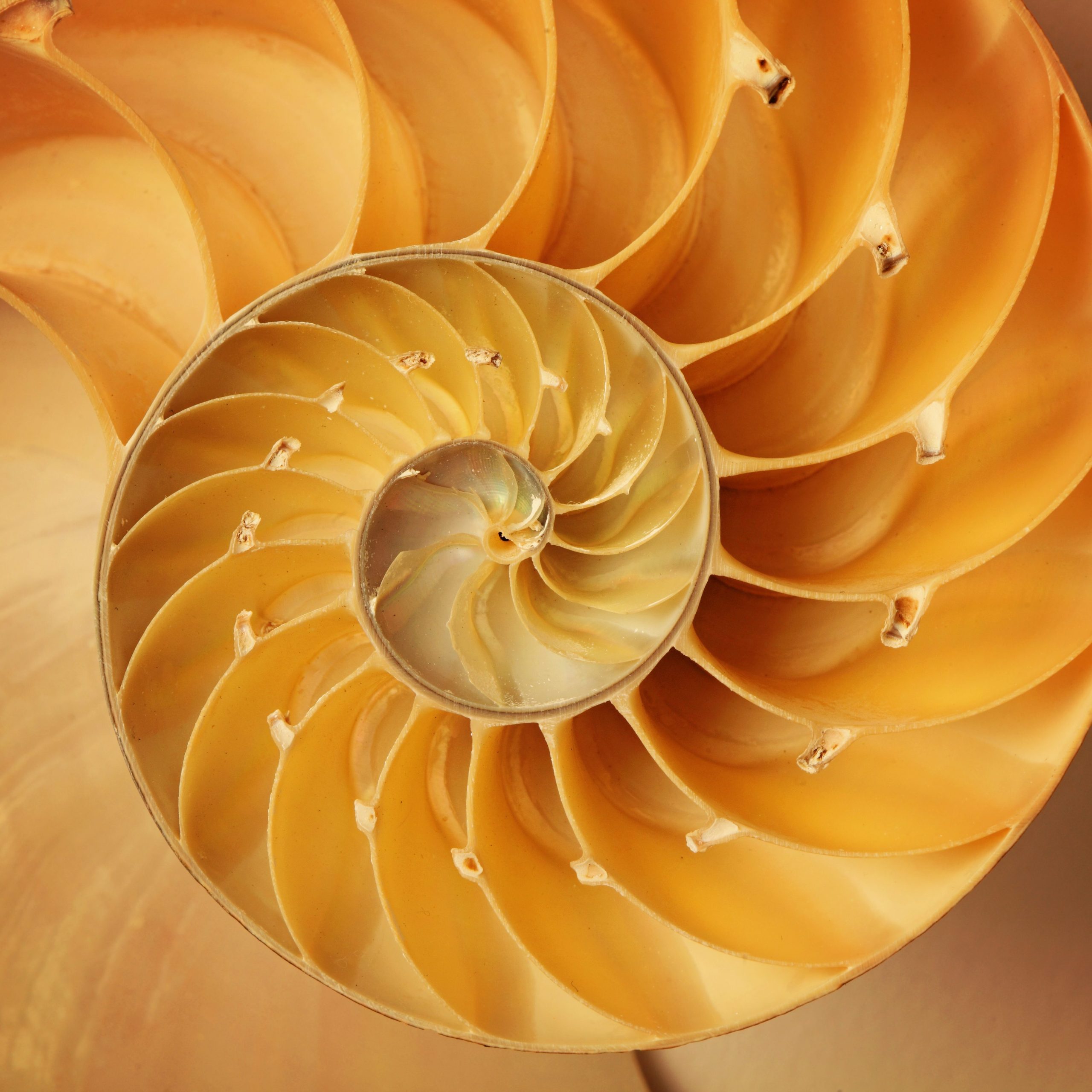 A photograph of a cross-section of a nautilus shell.